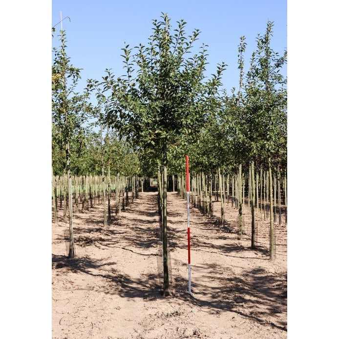 Prydnadsapel - Malus 'Red Sentinel' - Stammens omkrets 14-16 cm, höjd 3,5-4 meter, HS,